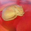 Soap Cat on Red Gold Rose