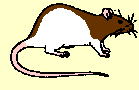 Image of a rat